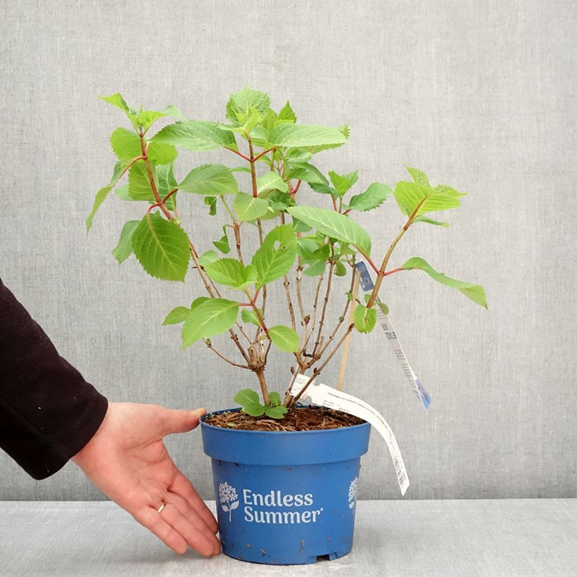 Hydrangea macrophylla Endless Summer Bloomstar - Ortensia Vaso da 3L/4L esemplare consegnato in primavera