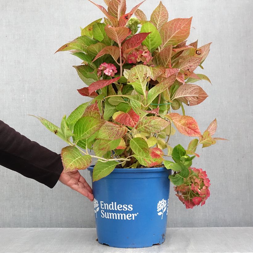 Esemplare di Hydrangea macrophylla Endless Summer The Bride - Ortensia Vaso da 12L/15L come consegnato in autunno