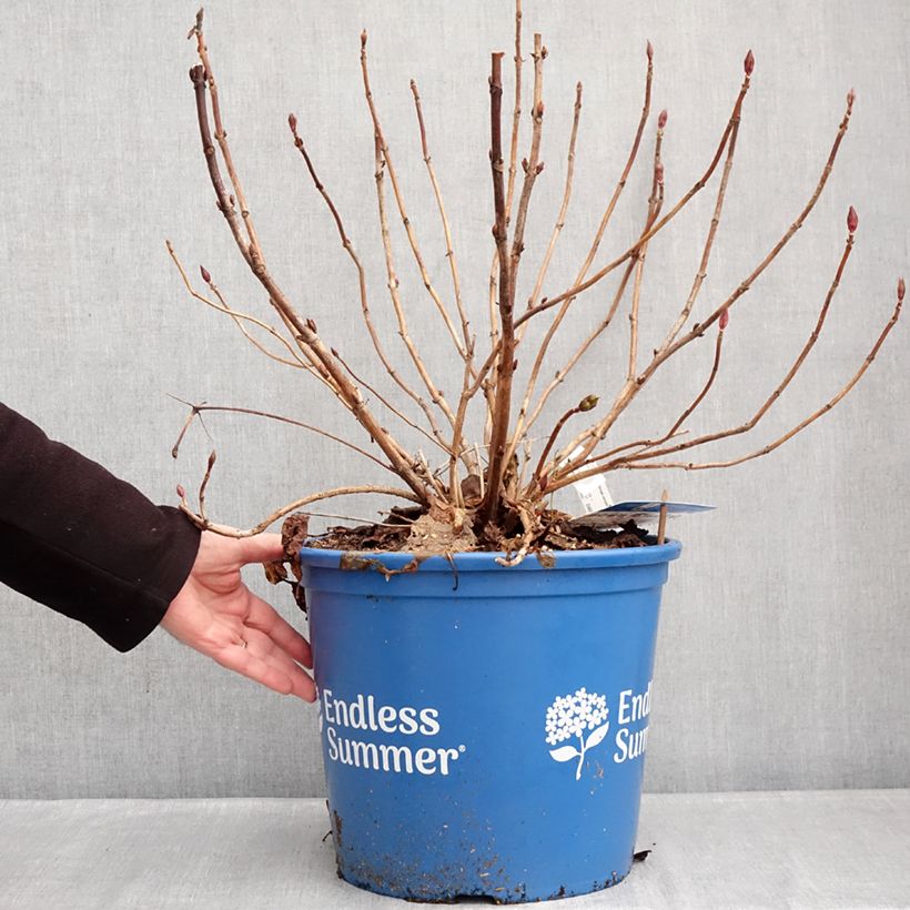 Hydrangea macrophylla Endless Summer The Bride - Ortensia Vaso da 12L/15L esemplare consegnato in inverno