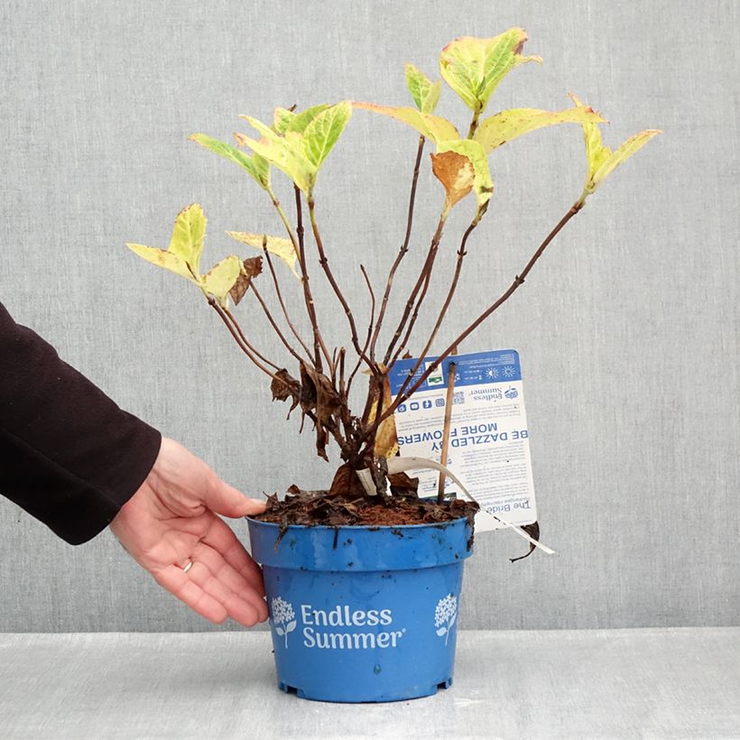 Esemplare di Hydrangea macrophylla Endless Summer The Bride - Ortensia Vaso da 2L/3L come consegnato in autunno