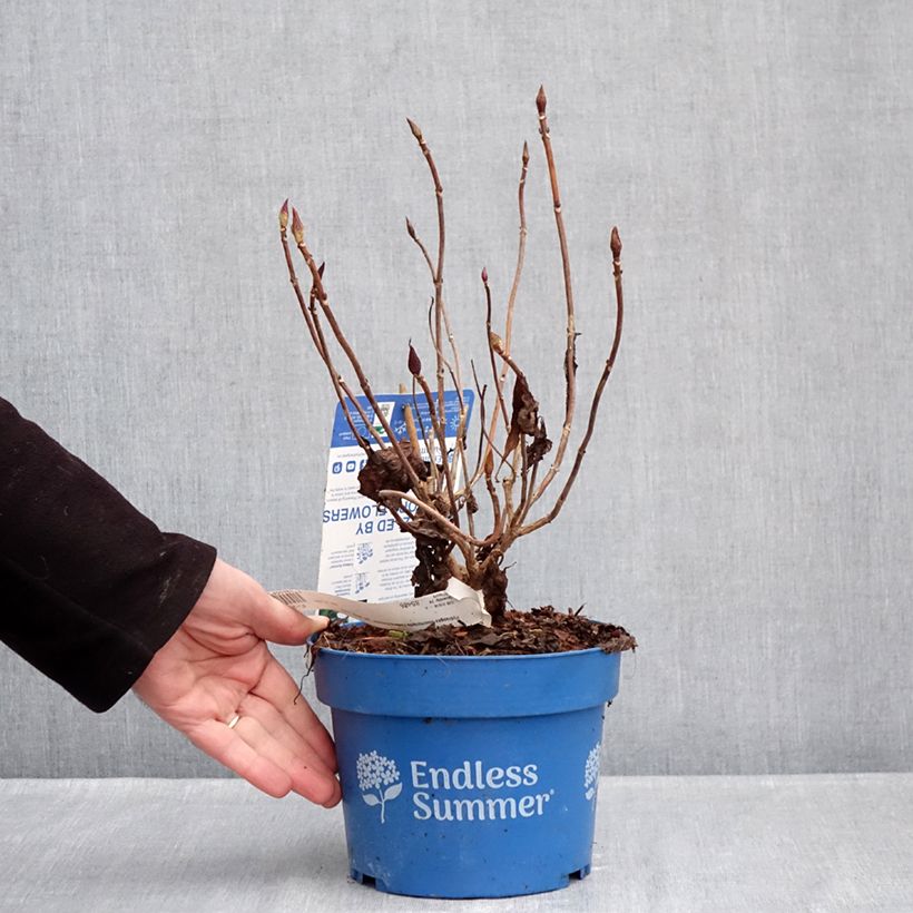 Hydrangea macrophylla Endless Summer The Bride - Ortensia Vaso da 2L/3L esemplare consegnato in inverno