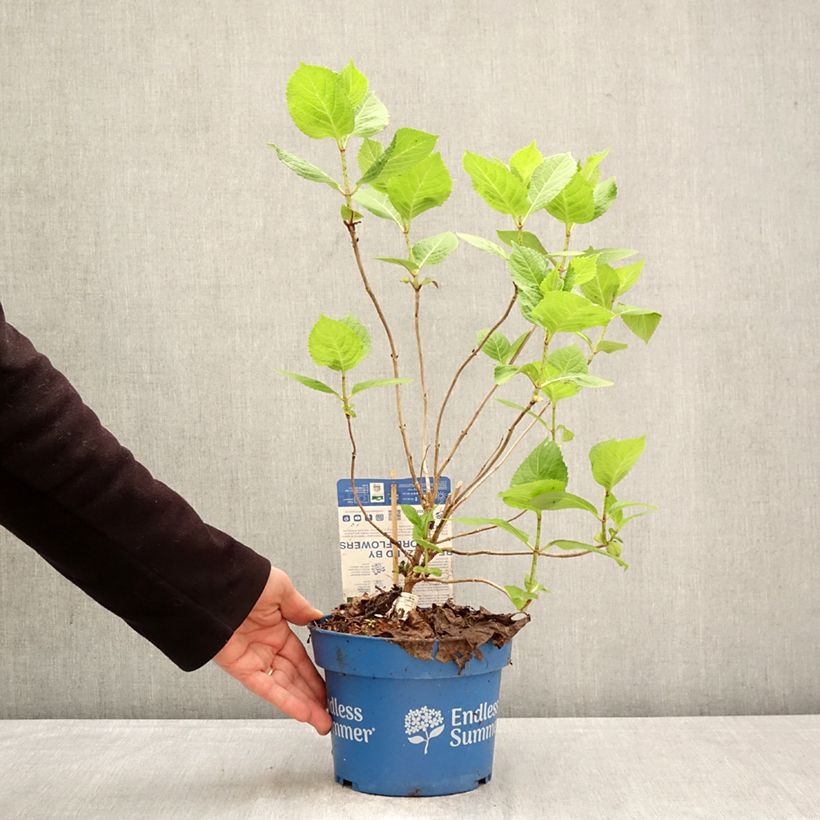 Hydrangea macrophylla Endless Summer The Bride - Ortensia Vaso da 2L/3L esemplare consegnato in primavera