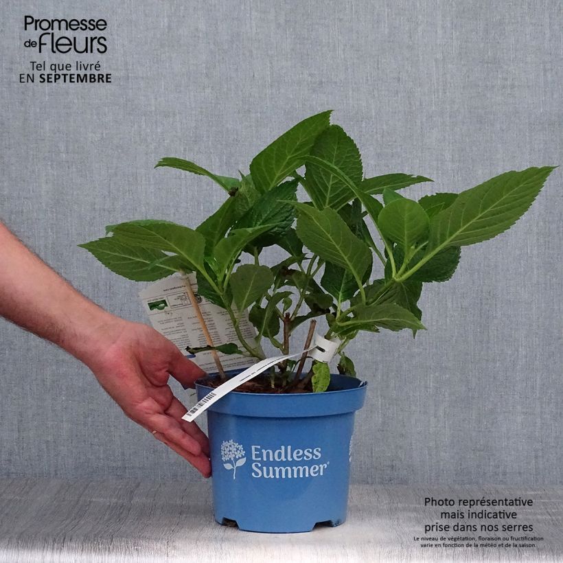 Esemplare di Hydrangea macrophylla Endless Summer The Original Blue - Ortensia Vaso da 2L/3L come consegnato in autunno