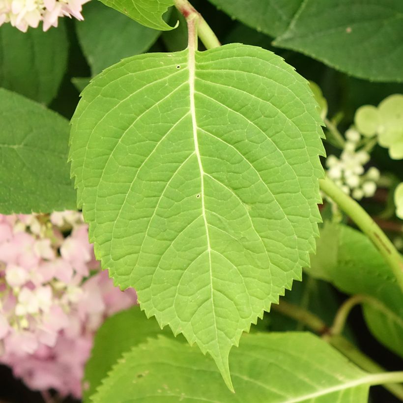 Hydrangea macrophylla Endless Summer The Original Blue - Ortensia (Fogliame)
