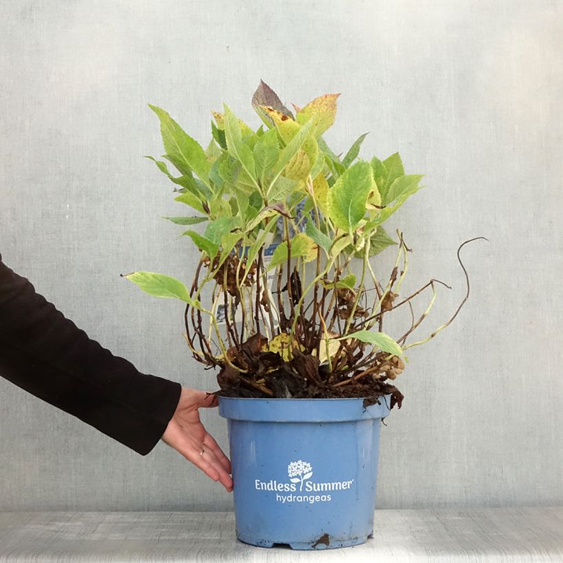 Esemplare di Hydrangea macrophylla Endless Summer The Original Blue - Ortensia Vaso da 4L/5L come consegnato in autunno