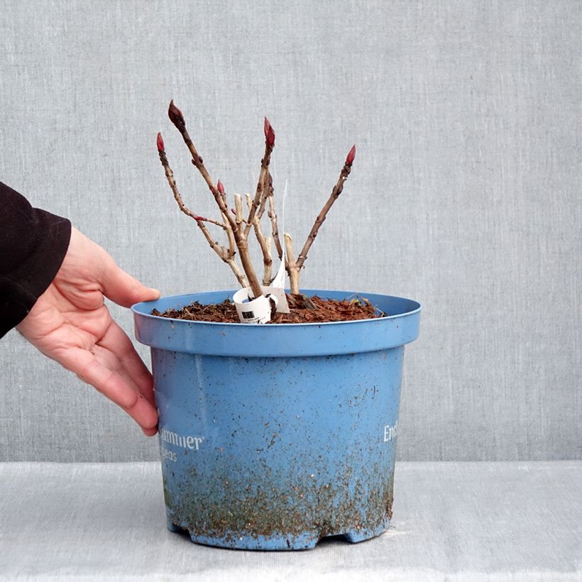 Hydrangea macrophylla Endless Summer The Original Blue - Ortensia Vaso da 4L/5L esemplare consegnato in inverno