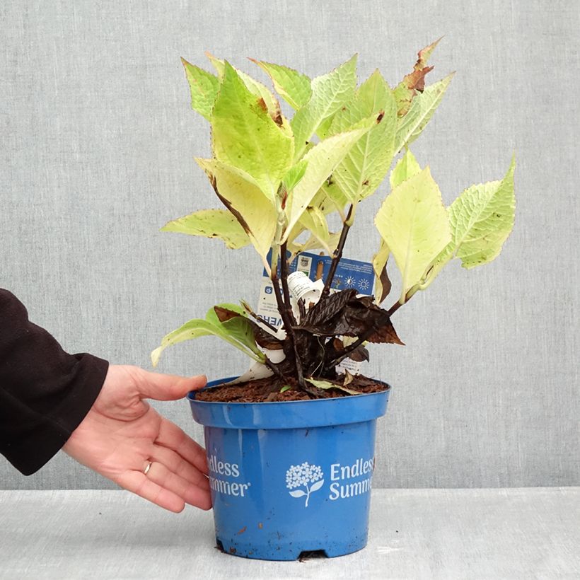 Esemplare di Hydrangea macrophylla Endless Summer The Original Pink - Ortensia Vaso da 2L/3L come consegnato in autunno