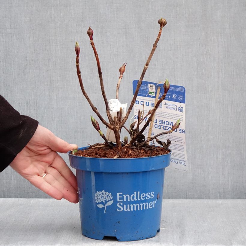 Hydrangea macrophylla Endless Summer The Original Pink - Ortensia Vaso da 2L/3L esemplare consegnato in inverno