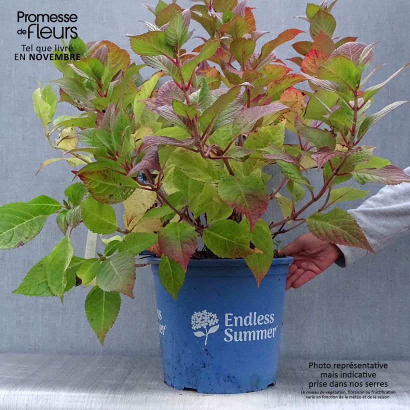 Esemplare di Hydrangea macrophylla Endless Summer Twist and Shout - Ortensia Vaso da 12L/15L come consegnato in autunno