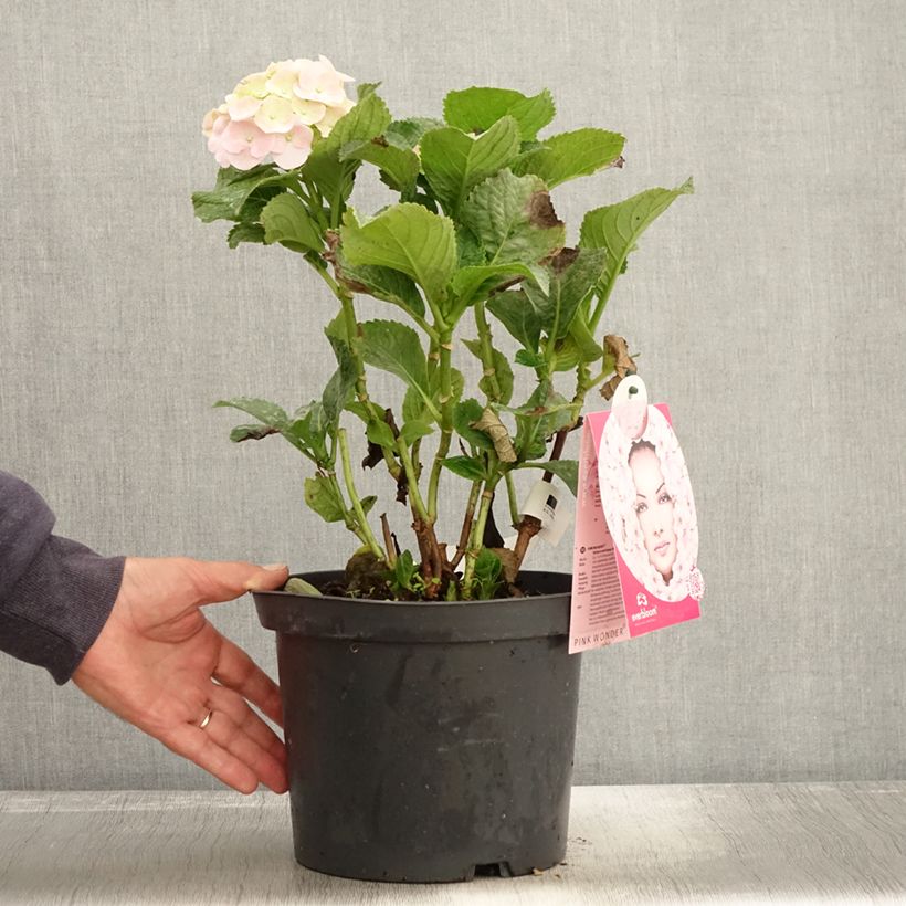 Esemplare di Hydrangea macrophylla Everbloom Pink Wonder Vaso da 4L/5L come consegnato in autunno
