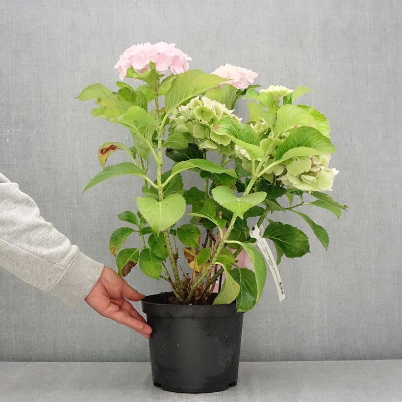 Esemplare di Hydrangea macrophylla Everbloom Pink Wonder Vaso da 4L/5L consegnato in estate