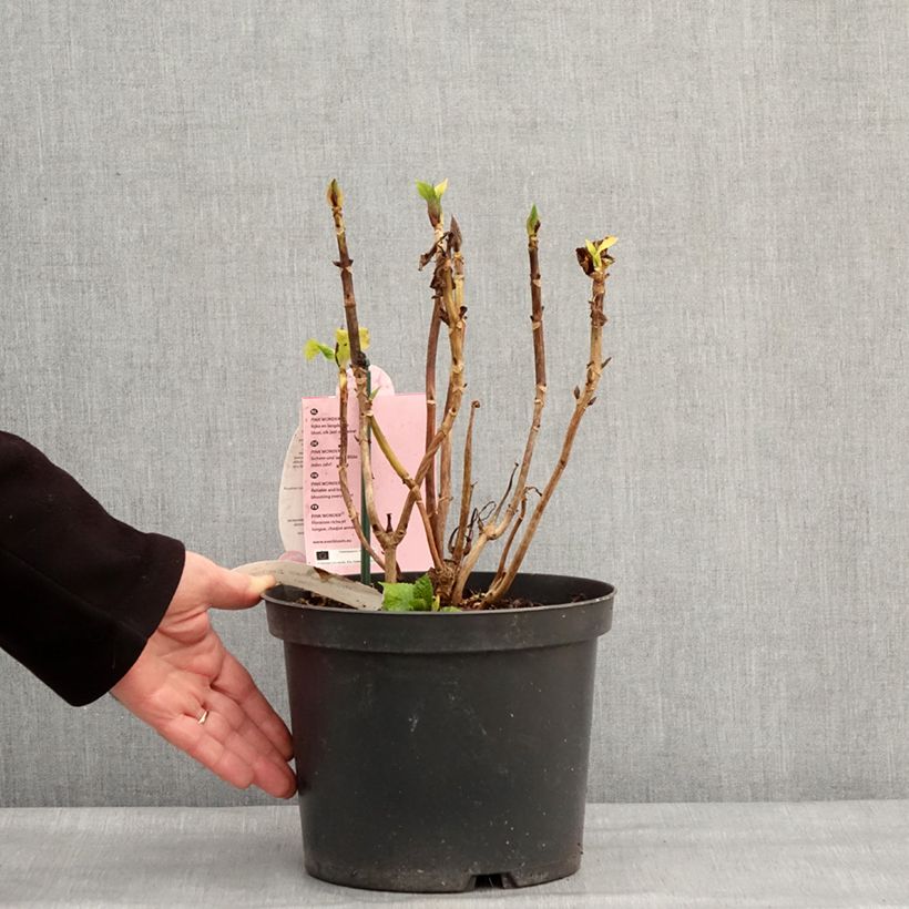 Hydrangea macrophylla Everbloom Pink Wonder Vaso da 4L/5L esemplare consegnato in inverno