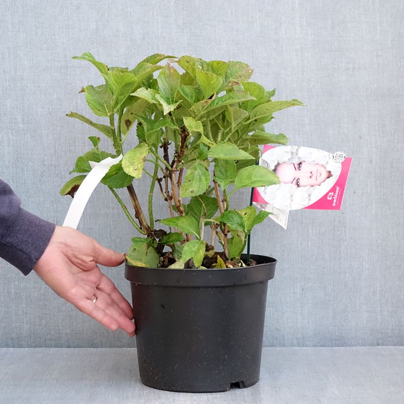 Esemplare di Hydrangea macrophylla Everbloom White Wonder Vaso da 4L/5L come consegnato in autunno
