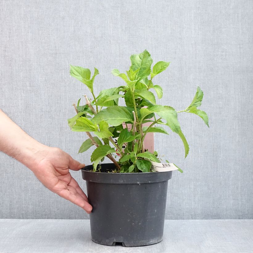 Hydrangea macrophylla Everbloom White Wonder Vaso da 4L/5L esemplare consegnato in primavera