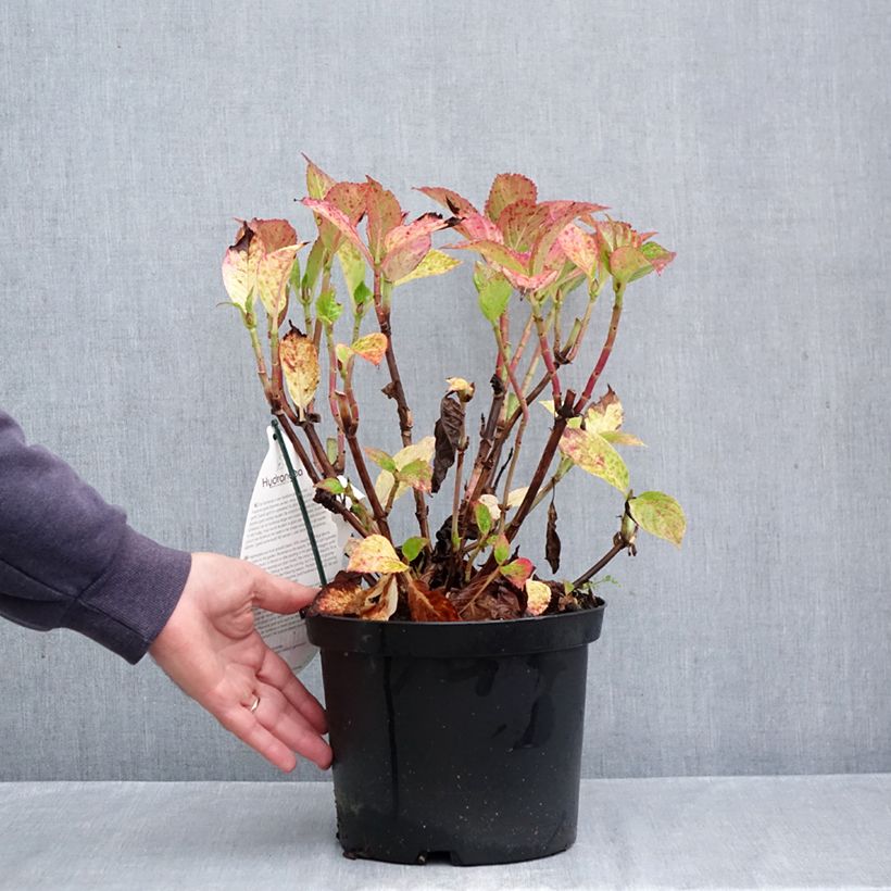 Esemplare di Hydrangea macrophylla Fantasia - Ortensia Vaso da 3L/4L come consegnato in autunno