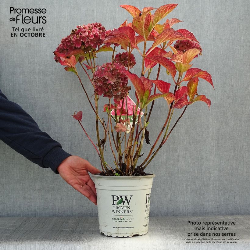 Esemplare di Hydrangea macrophylla Flair & Flavours Sweet Cupcake - Ortensia Vaso da 4L/5L come consegnato in autunno