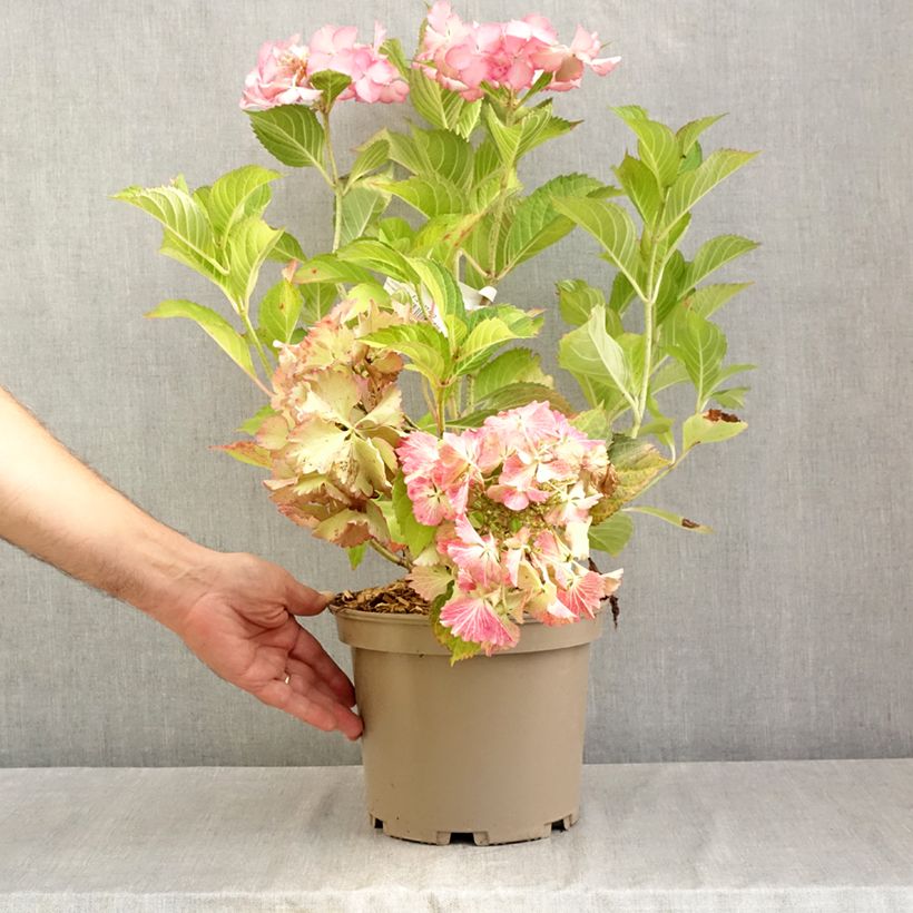 Esemplare di Hydrangea macrophylla Rendez-Vous French Cancan - Ortensia Vaso da 4L/5L consegnato in estate