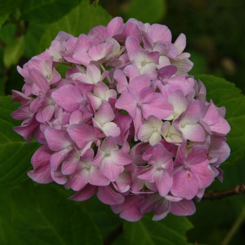 Hydrangea macrophylla Generale Vicomtesse de Vibraye - Ortensia (Fioritura)