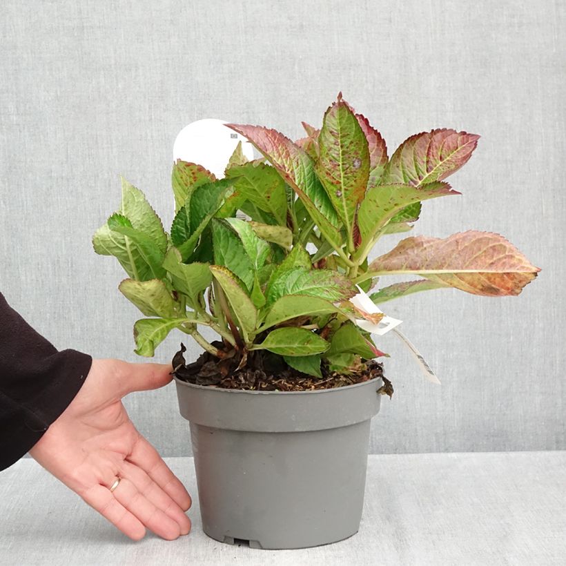 Esemplare di Hydrangea macrophylla Gräfin Cosel Vaso da 3L/4L come consegnato in autunno