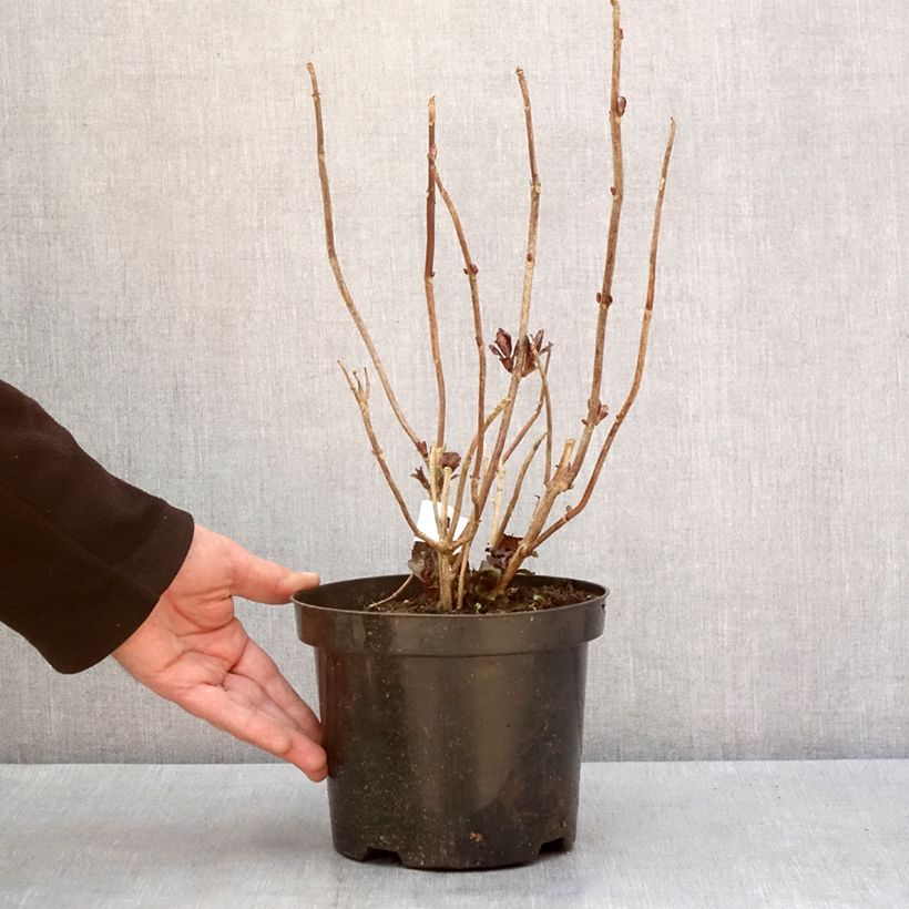 Hydrangea macrophylla Gräfin Cosel Vaso da 3L/4L esemplare consegnato in inverno
