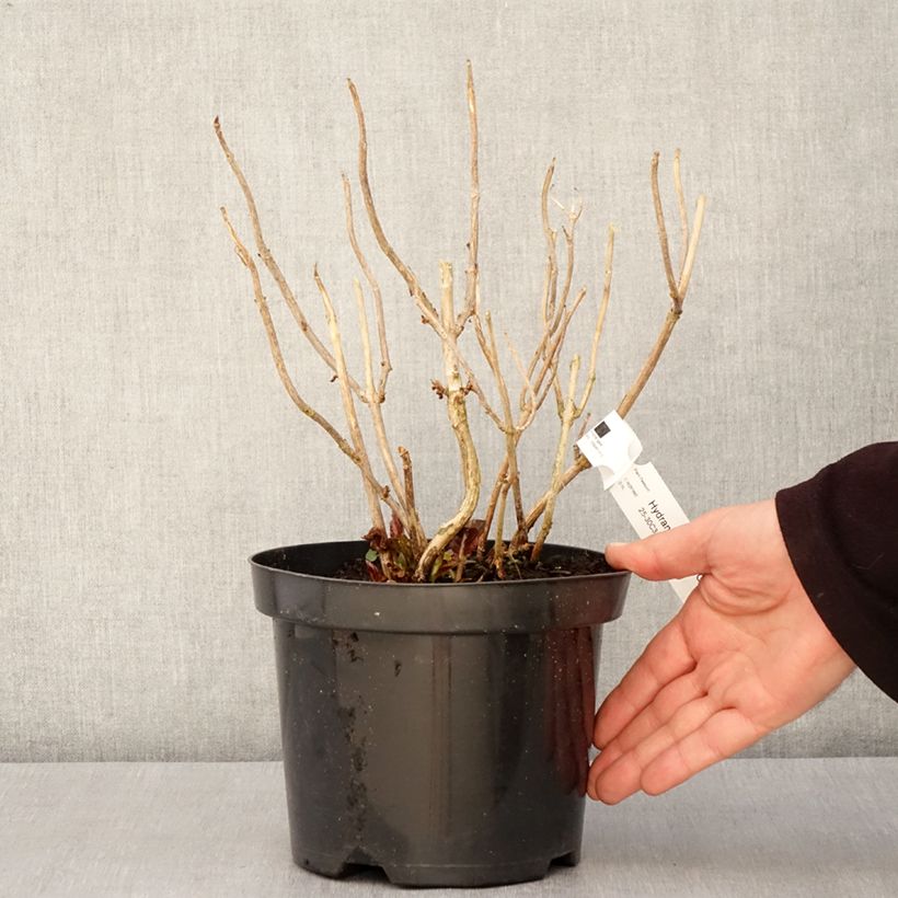 Hydrangea macrophylla Gräfin Cosel Vaso da 3L/4L esemplare consegnato in primavera