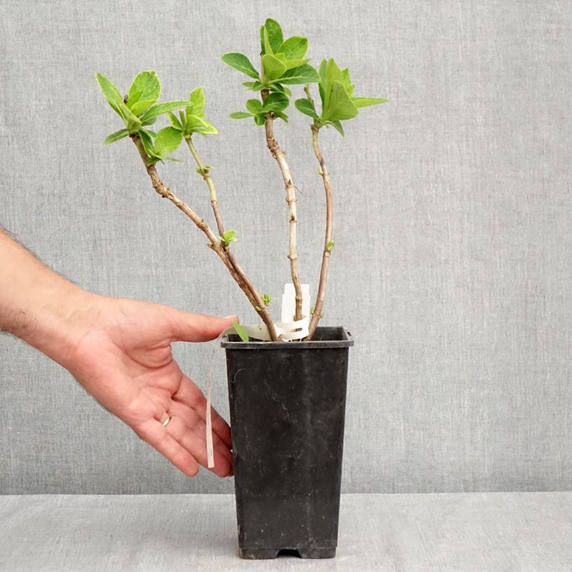 Esemplare di Hydrangea macrophylla Green Ever Belles - Ortensia Vaso da 1,5L/2L consegnato in estate
