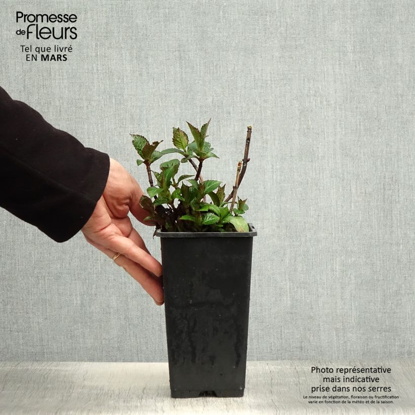 Hydrangea macrophylla Green Ever Belles - Ortensia Vaso da 1,5L/2L esemplare consegnato in primavera