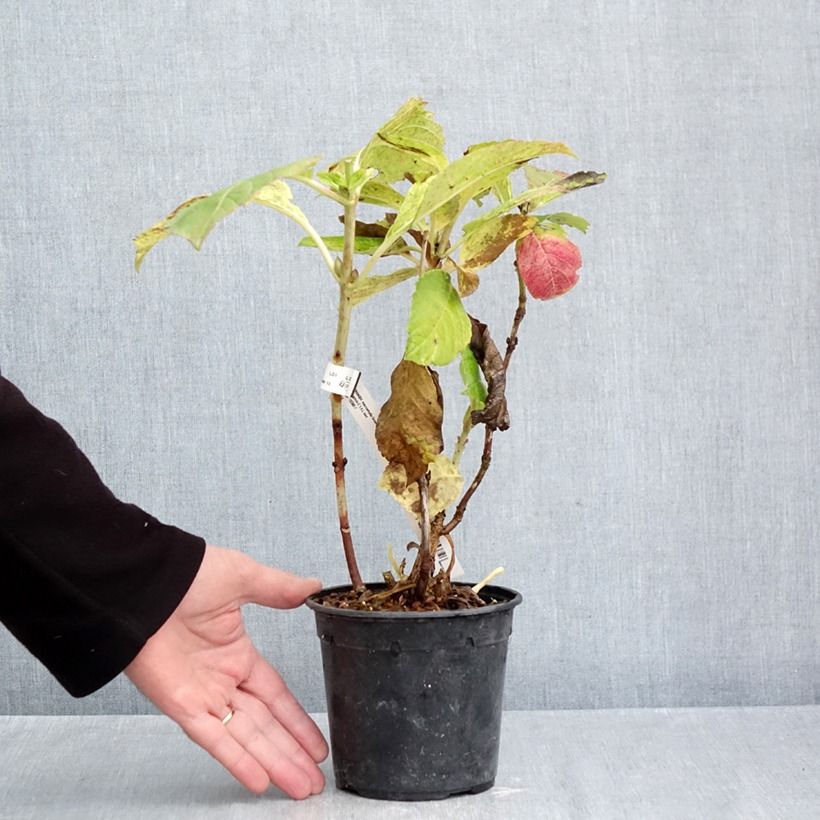 Esemplare di Hydrangea macrophylla Green Ever Belles - Ortensia Vaso da 1,5L/2L come consegnato in autunno