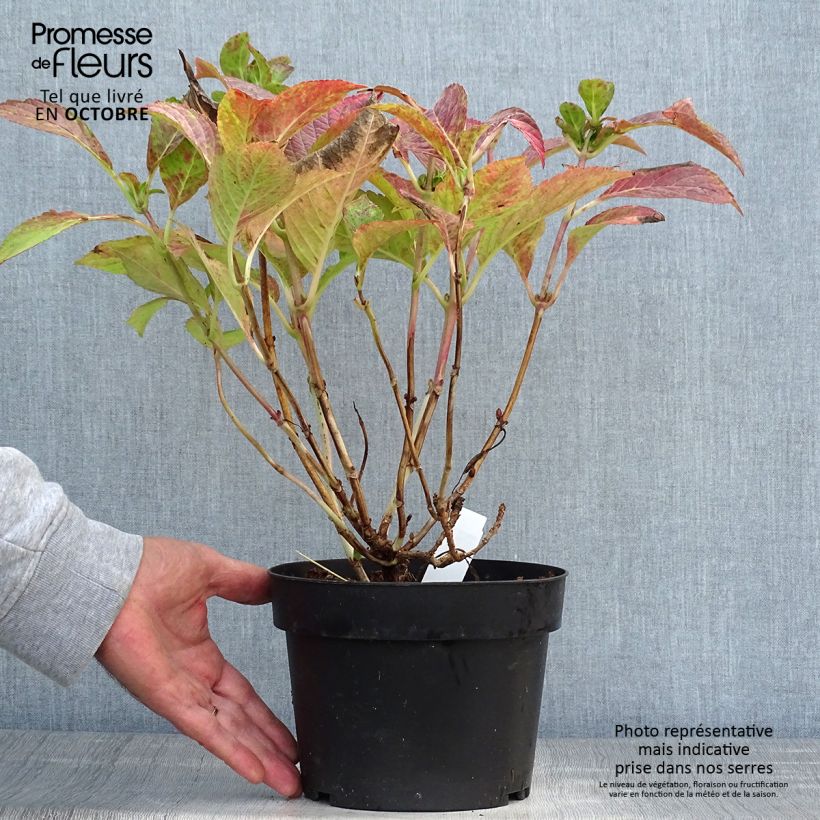 Esemplare di Hydrangea macrophylla Green shadow - Ortensia Vaso da 2L/3L come consegnato in autunno