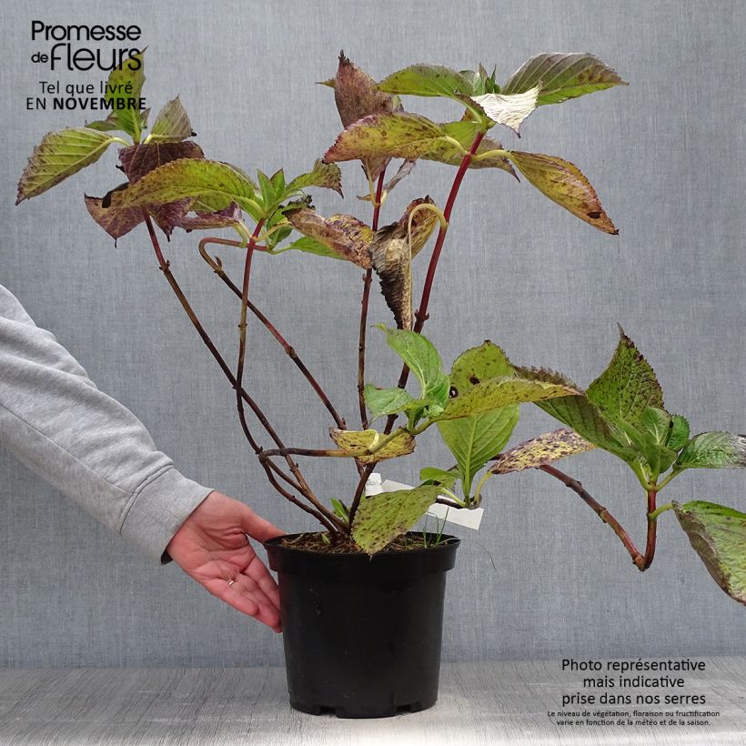 Esemplare di Hydrangea macrophylla Hovaria Hopcorn - Ortensia Vaso da 4L/5L come consegnato in autunno