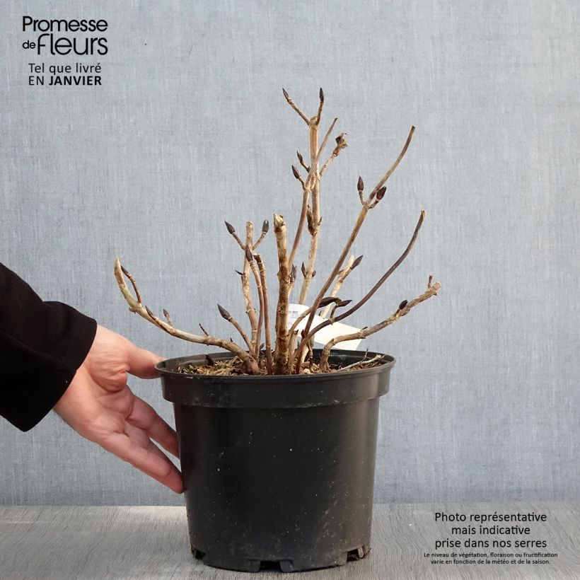 Hydrangea macrophylla Hovaria Hopcorn - Ortensia Vaso da 4L/5L esemplare consegnato in inverno