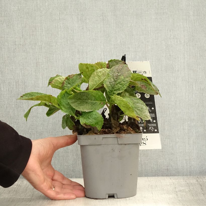 Esemplare di Hydrangea macrophylla Immaculata - Ortensia Vaso da 2L/3L come consegnato in autunno