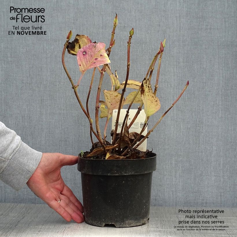 Esemplare di Hydrangea macrophylla Teller Kardinal - Ortensia Vaso da 2L/3L come consegnato in autunno