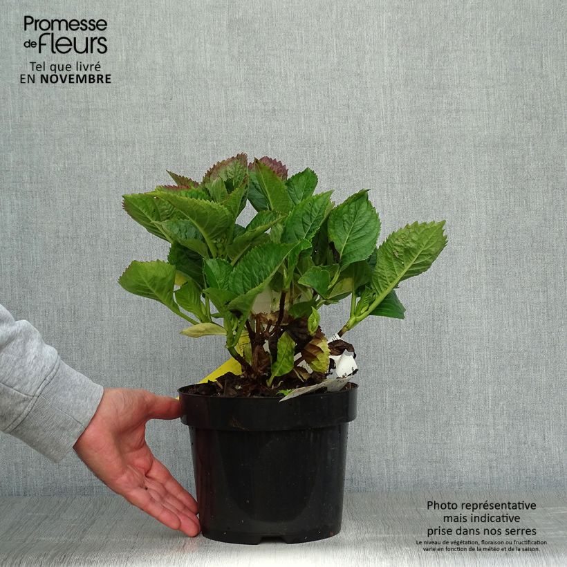 Esemplare di Hydrangea macrophylla Kardinal Violet - Ortensia Vaso da 2L/3L come consegnato in autunno