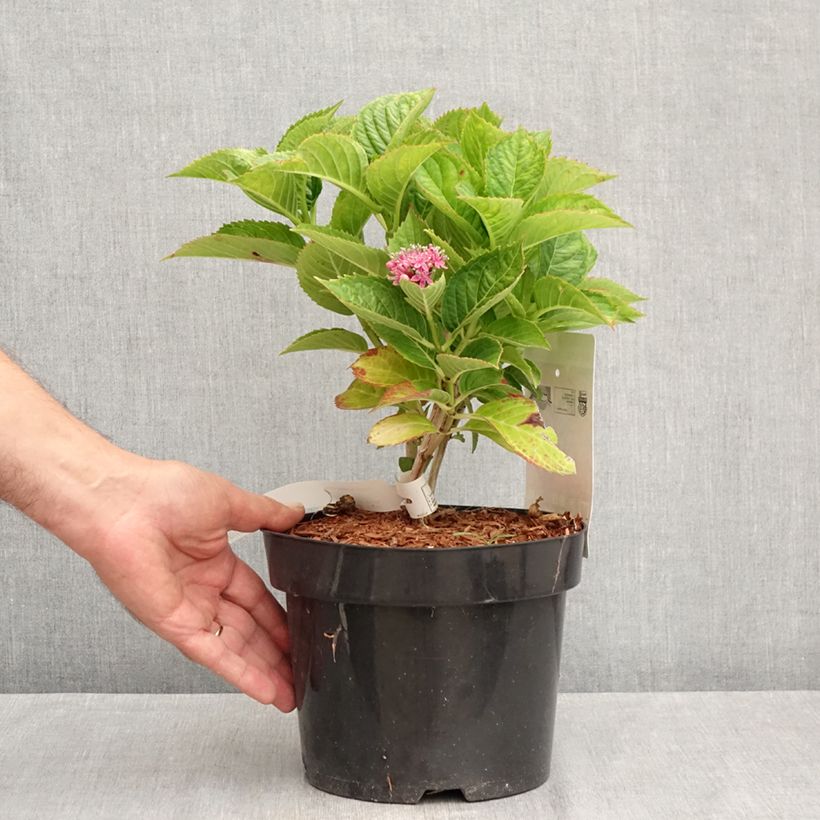 Esemplare di Hydrangea macrophylla Kardinal Violet - Ortensia Vaso da 2L/3L consegnato in estate