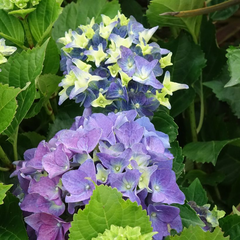 Hydrangea macrophylla Lady Mata Hari - Ortensia (Fioritura)