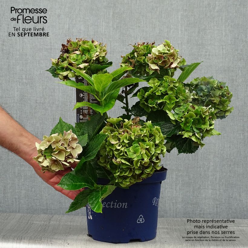 Esemplare di Hydrangea macrophylla Lady Mata Hari - Ortensia Vaso da 4L/5L come consegnato in autunno