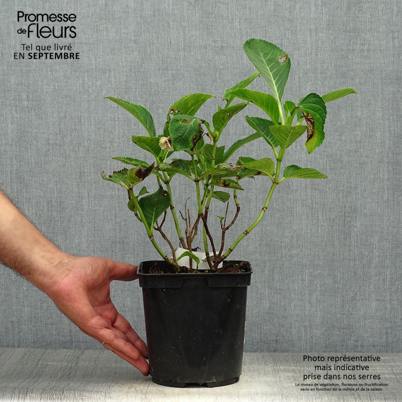 Esemplare di Hydrangea macrophylla Lady Nobuko - Ortensia Vaso da 2L/3L come consegnato in autunno