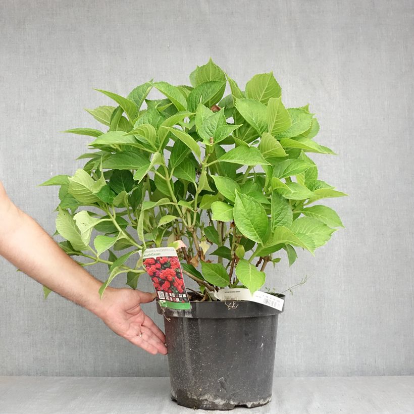 Esemplare di Hydrangea macrophylla Leuchtfeuer - Ortensia Vaso da 7,5L/10L consegnato in estate