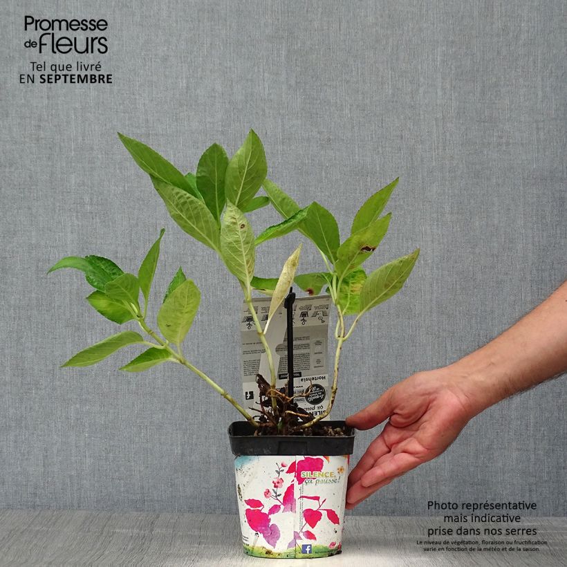 Esemplare di Hydrangea macrophylla Libelle - Ortensia Vaso da 2L/3L come consegnato in autunno