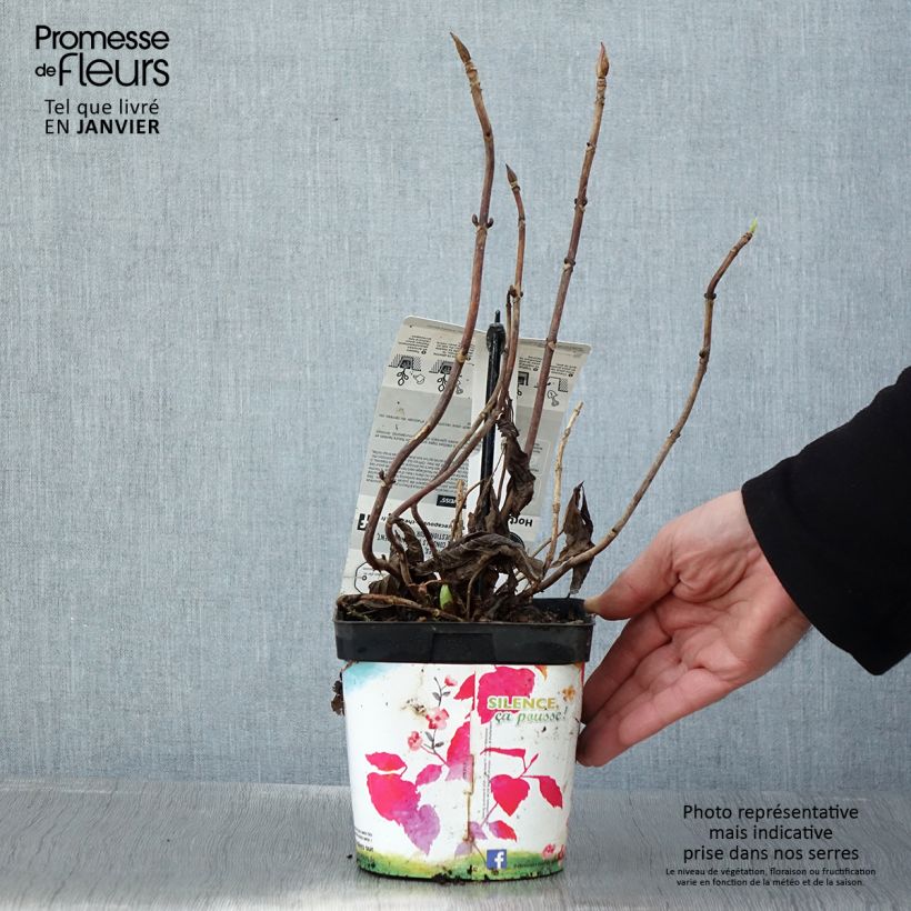 Hydrangea macrophylla Libelle - Ortensia Vaso da 2L/3L esemplare consegnato in inverno