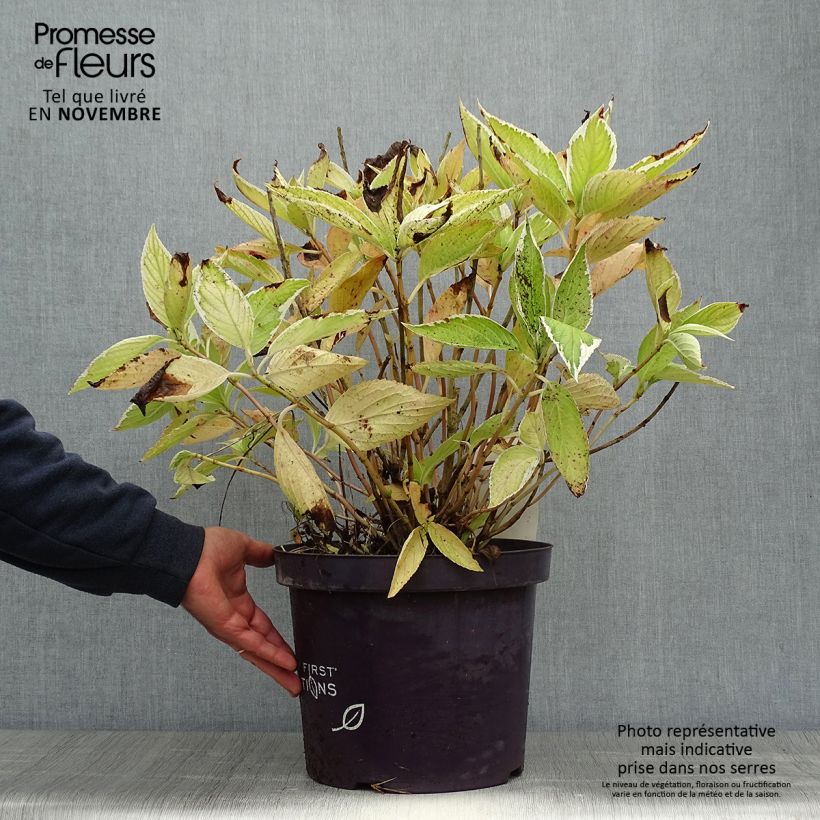 Esemplare di Hydrangea macrophylla Light'o'Day - Ortensia Vaso da 7,5L/10L come consegnato in autunno