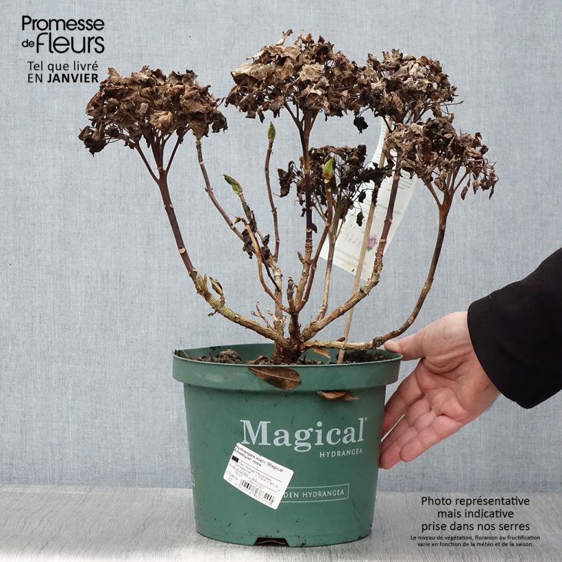 Hydrangea macrophylla Magical Amethyst - Ortensia Vaso da 4L/5L esemplare consegnato in inverno