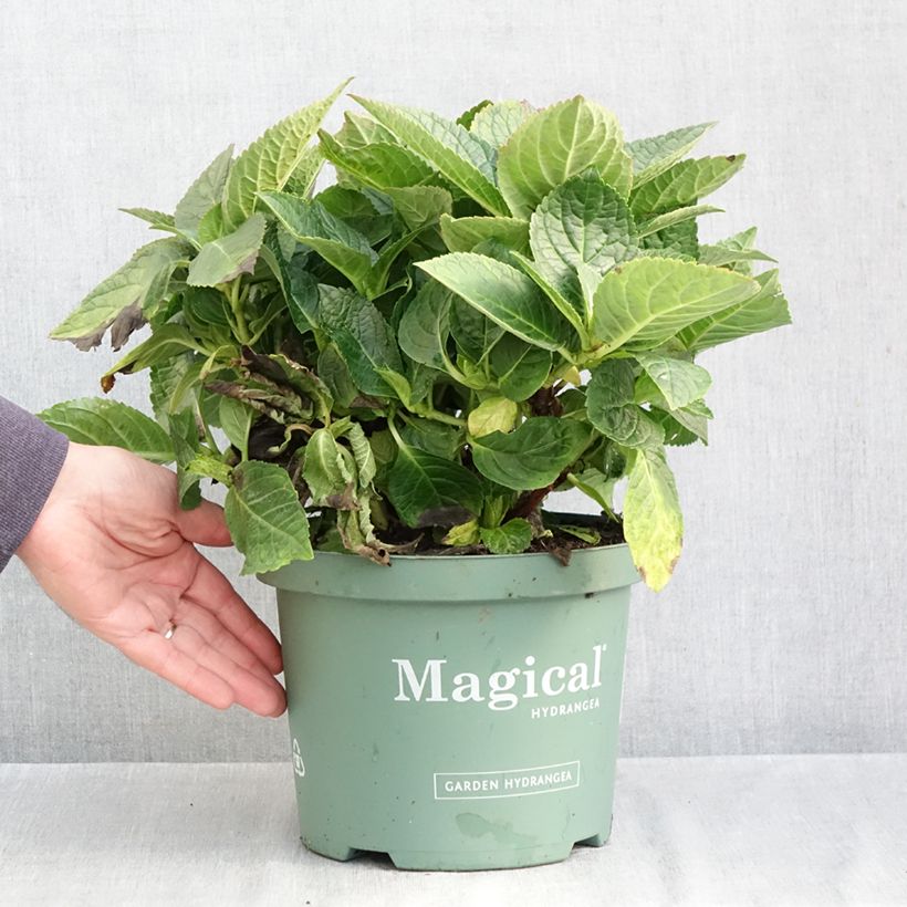 Esemplare di Hydrangea macrophylla Magical Amethyst - Ortensia Vaso da 4L/5L come consegnato in autunno