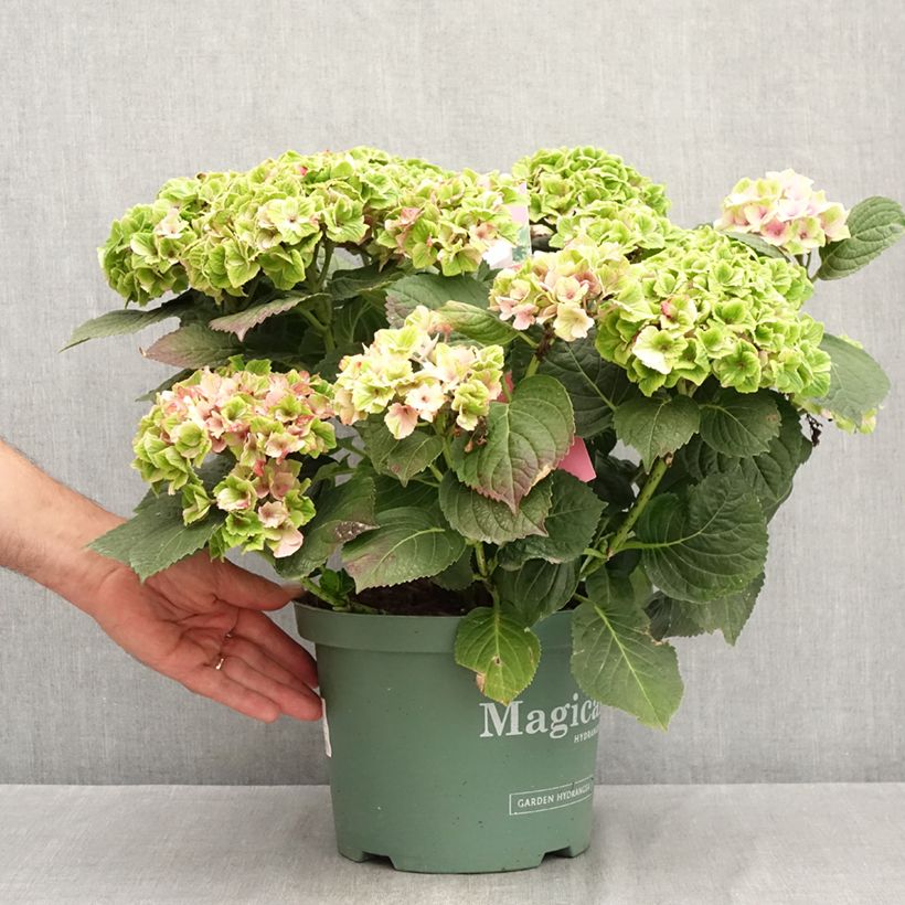 Esemplare di Hydrangea macrophylla Magical Amethyst - Ortensia Vaso da 4L/5L consegnato in estate