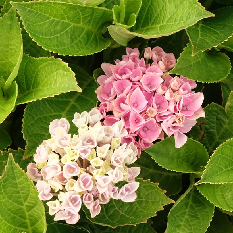 Hydrangea macrophylla Magical Coral rosa - Ortensia (Fioritura)