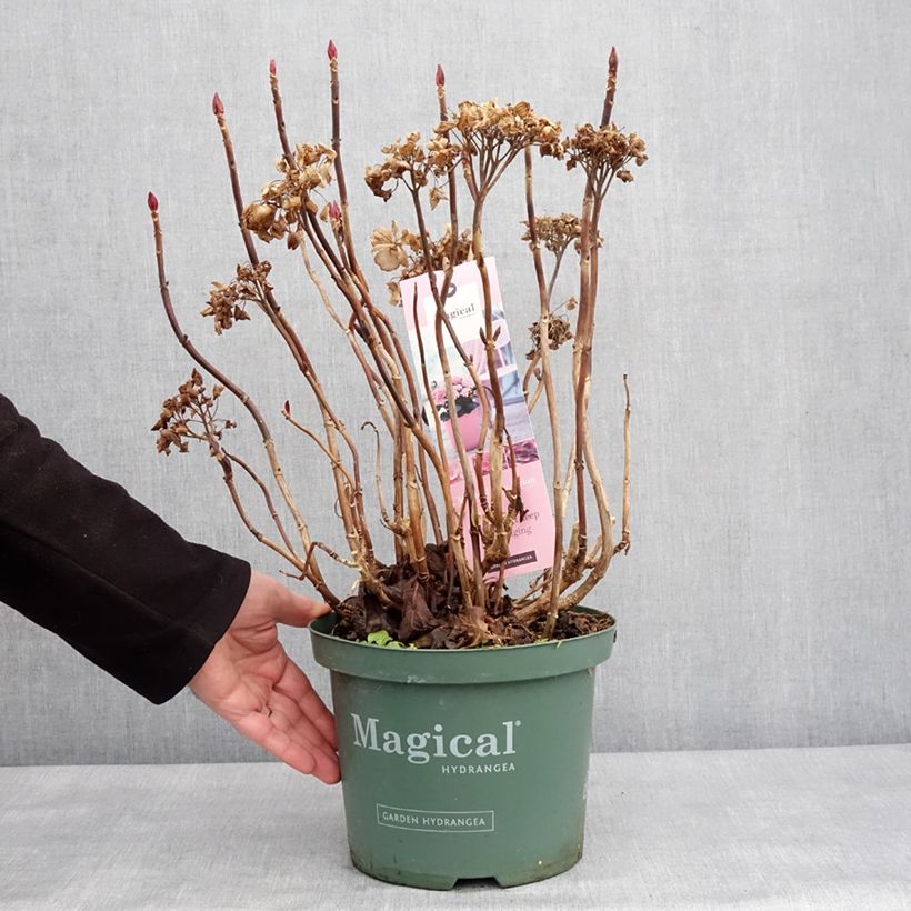 Hydrangea macrophylla Magical Coral rosa - Ortensia Vaso da 4L/5L esemplare consegnato in inverno