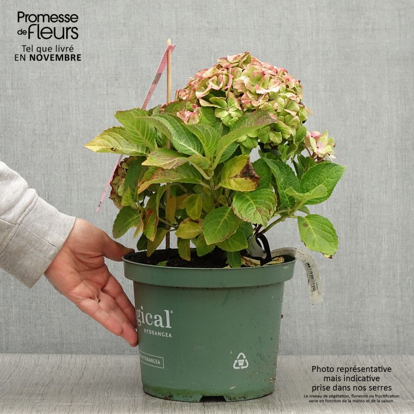 Esemplare di Hydrangea macrophylla Magical Jewel rosa - Ortensia Vaso da 4L/5L come consegnato in autunno