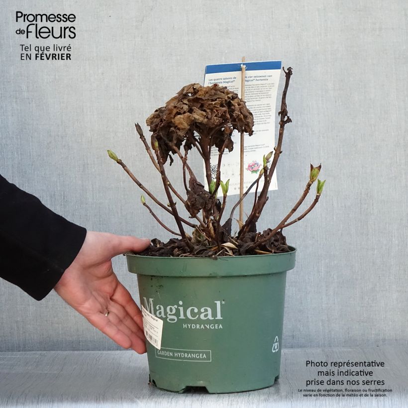 Hydrangea macrophylla Magical Jewel rosa - Ortensia Vaso da 4L/5L esemplare consegnato in inverno