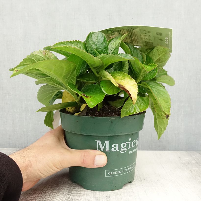 Esemplare di Hydrangea macrophylla Magical Noblesse - Ortensia Vaso da 2L/3L come consegnato in autunno